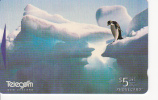 PENGUIN ( New Zealand ) - Pingouin - Manchot - Pinguin - Pingüino - Pinguino - Penguins - Pingouins - Manchots - Pinguini