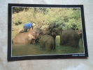 Thailand - Elephant -bathing Elephants    D133184 - Tayijistán