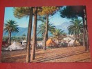 MARINA  DI  CARRARA  -  Camping - Carrara