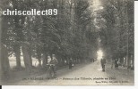 Carte Postale : Ardres ( P De C ) Avenue Des Tilleuls Plantés En 1766 - Ardres