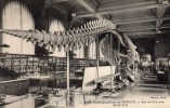 MONACO 1911 Musée Océanographique - Salle Est - Ozeanographisches Museum