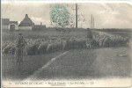 NORD PAS DE CALAIS - 62 - PAS DE CALAIS - SANGATTE Près De Calais - Les Près Salés - Moutons Boulonnais - Sangatte