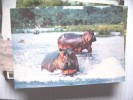 Hippopotames Nijlpaard Nilpferd Hippopotame - Hippopotamuses