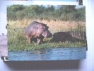 Hippopotames Nijlpaard Nilpferd Hippopotame Flusspferde - Flusspferde