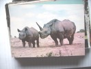 Rhinocéros Nashorn Rhino - Neushoorn