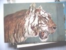 Tijger Tiger Tigre Head - Tiger