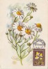 MEDICINAL PLANTS, CHAMOMILE FLOWERS, CM, MAXICARD, CARTES MAXIMUM, 1959, ROMANIA - Heilpflanzen