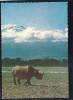 RHINOCEROS RHINO NASHORN AFRICA OLD POSTCARD #28 - Rhinozeros