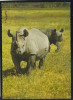 RHINOCEROS RHINO NASHORN OLD POSTCARD #29 - Rhinozeros