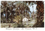 (579) West Indies - St Vincent Botanical Gardens - Alberi