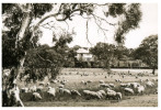 (579) Australia - ACT - Canberra Government House  (look Old But Maybe Reproduction From 1950´s) ? - Canberra (ACT)