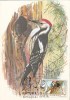 29779- BIRDS, WOODPECKER, MAXIMUM CARD, 1985, ROMANIA - Climbing Birds