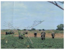 (525) Australia - NT - Water Buffalo Grazing - Non Classés