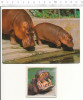 Lot Hippopotame Hippopotamus Hippo Animal / CP/GF - Hippopotames