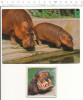 Lot Hippopotame Hippopotamus Hippo Animal / CP/GF - Hippopotamuses
