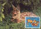 Delcampe - BV194   ROE DEER 1972 VERY RARE MAXICARD,CARTES MAXIMUM,ROMANIA. - Wild