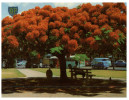 (644) Australia - QLD - Poinciana Tree - Bäume