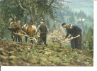 LABOURS   Attelage Et Paysans Au Travail - Wagengespanne