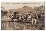 Elevage De L'OFRASIERE Par Nouzilly, Septembre 1928. Vaches Beau Plan. Carte RARE - Viehzucht