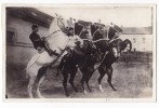 SAUMUR  - Ecole  De Cavalerie - Courbettes.CPSM 9x14. - Saumur