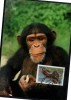 SIERRA LEONE   Carte  Maxi  WWF  Panda  Singe Chimpanzes - Chimpancés