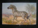 APn°74   /  Animaux /  Zèbre - Grevys Zebra - Zebra  / Circulée .- - Zebras