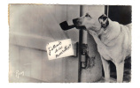 Carte Postale Representant Un Chien Fumant La Pipe, J' Attends De Vos Nouvelles, En Vacances (15-3203) - Dokumente