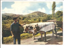 ATTELAGE BASQUE - Teams