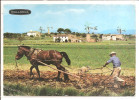 AGRICULTEUR MALLORCAIN  Labour - Attelages