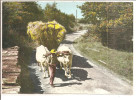 MORVAN  ATTELAGE DE BOEUFS - Wagengespanne