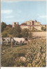 VENDANGES A LARRESINGLE  ATTELAGE DE BOEUFS - Wagengespanne