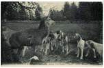 Villers-Cotterets - La Chasse à Courre - Cerf à L'hallali - Chasse