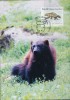 PA1205 Greenland 1995 Animals Bear Maximum Card MNH - Storia Postale