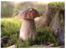 (777) Champignon - Mushroom (with Russia Stamp At Back Of Postcard) - Funghi