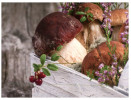 (777) Champignon - Mushroom - Pilze