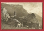 HAM-19  Troupeau De Chèvres Au Chasseron . Cachet Yverdon 1922 Pour Orbe. - Orbe