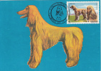 30258- AFGHAN HOUND, DOGS, MAXIMUM CARD, 1992, ROMANIA - Dogs