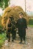 - IRLANDE. - Farmer With Hay Cart Near Athlone, Co. Westmeath. - Carte Postée à CLOCHAN. - Scan Verso - - Other & Unclassified