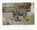96086 SAHIB DER ERSTE SCHWEIZER ELEFANT GEBOREN 15 FEBRUAR 1963 ELEFANTE CI SONO PIEGHE - Elefantes