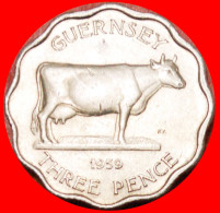 • COW: GUERNSEY ★3 PENCE 1959 THICK FLAN! LOW START★ NO RESERVE! - Guernesey