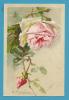 CPA Série 1882 N° 7 - Fleurs Roses Illustrateur Catharina KLEIN - Klein, Catharina