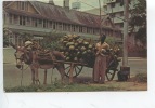 Tinidad : Coconut Vendor - Port Of Sapin - (vendeur De Noix  De Coco (métiers) - Trinidad