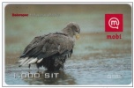 SLOVENIA Prepaid Phonecard Bird, Eagle Belorepec Haliaeetus Albicilla 31.12.2005 - Aigles & Rapaces Diurnes