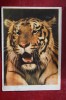 Tiger  - - Old PC - 1960 - Tigres