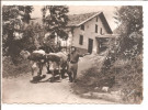 PAYS BASQUE     FERME ET ATTELAGE BASQUE    ETAT - Spannen