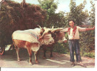 PAYS BASQUE    ATTELAGE ET TYPE DE JEUNE HOMME BASQUE    ETAT - Wagengespanne