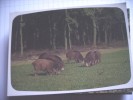 Everzwijnen Wildschweine Boars Sangliers - Tigres