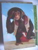 Aap Monkey Affe Singe With Clothes 2 - Animales Vestidos