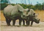 G3226 Rinoceronte Rhino Rhinoceros Nashörner - Diceros Bicornis / Non Viaggiata - Rhinoceros