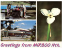 (545) Australia - QLD - Mirboo (with Orchid) - Atherton Tablelands